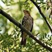 Thrush singing in a tree.jpg